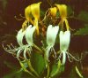 Rampicanti Lonicera japonica